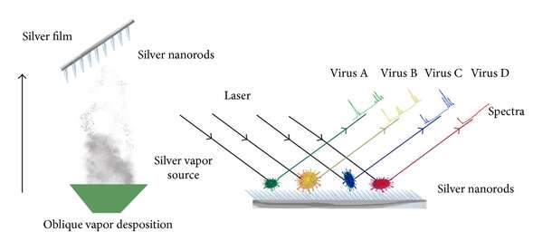 Image de Human respiratory syncytial virus