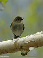 Image of Orange-flanked Bush-Robin