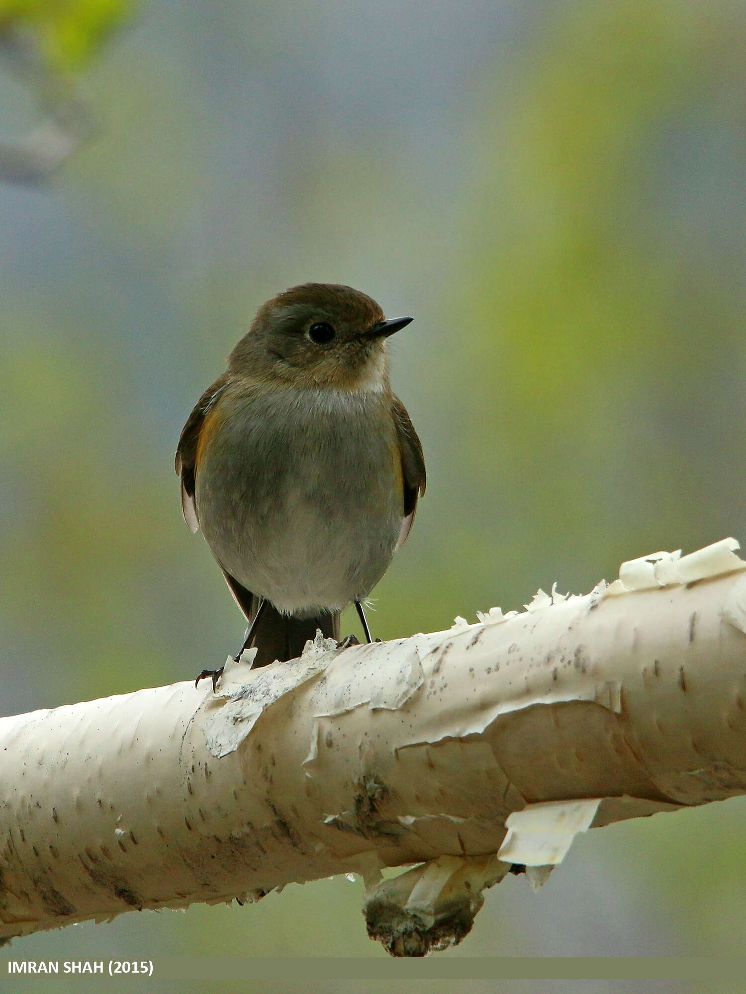 Image of Orange-flanked Bush-Robin