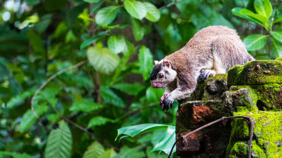 Image of Grizzled Giant Squirrel