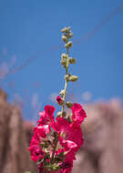 Image of hollyhock