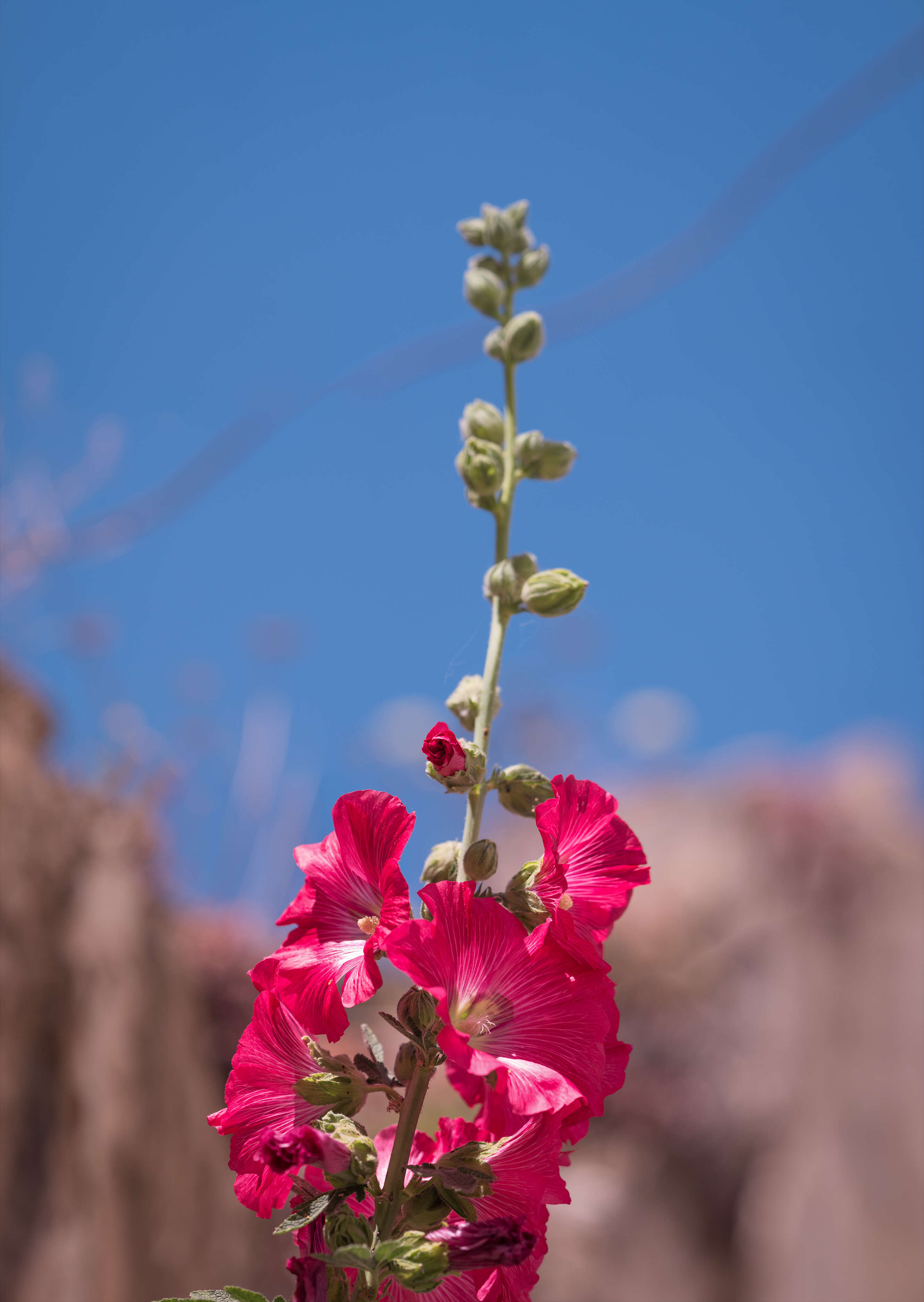 Image of hollyhock