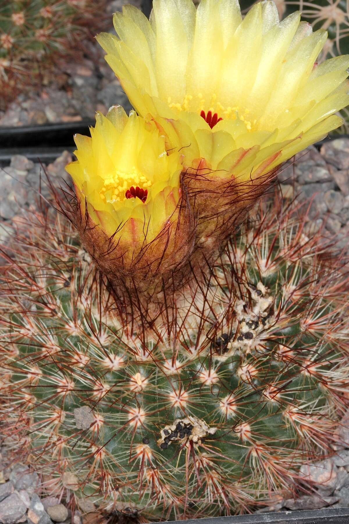 Image of Cactus