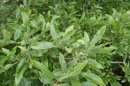 Image de Quercus salicifolia Née