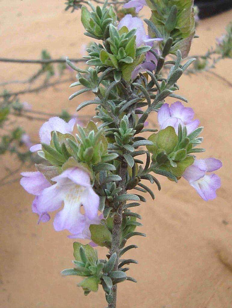 Image of Prostanthera ammophila B. J. Conn