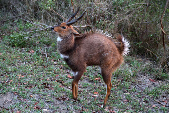 Image of Tragelaphus sylvaticus