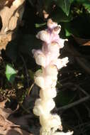 Image of common toothwort