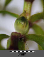 Image of western waterweed