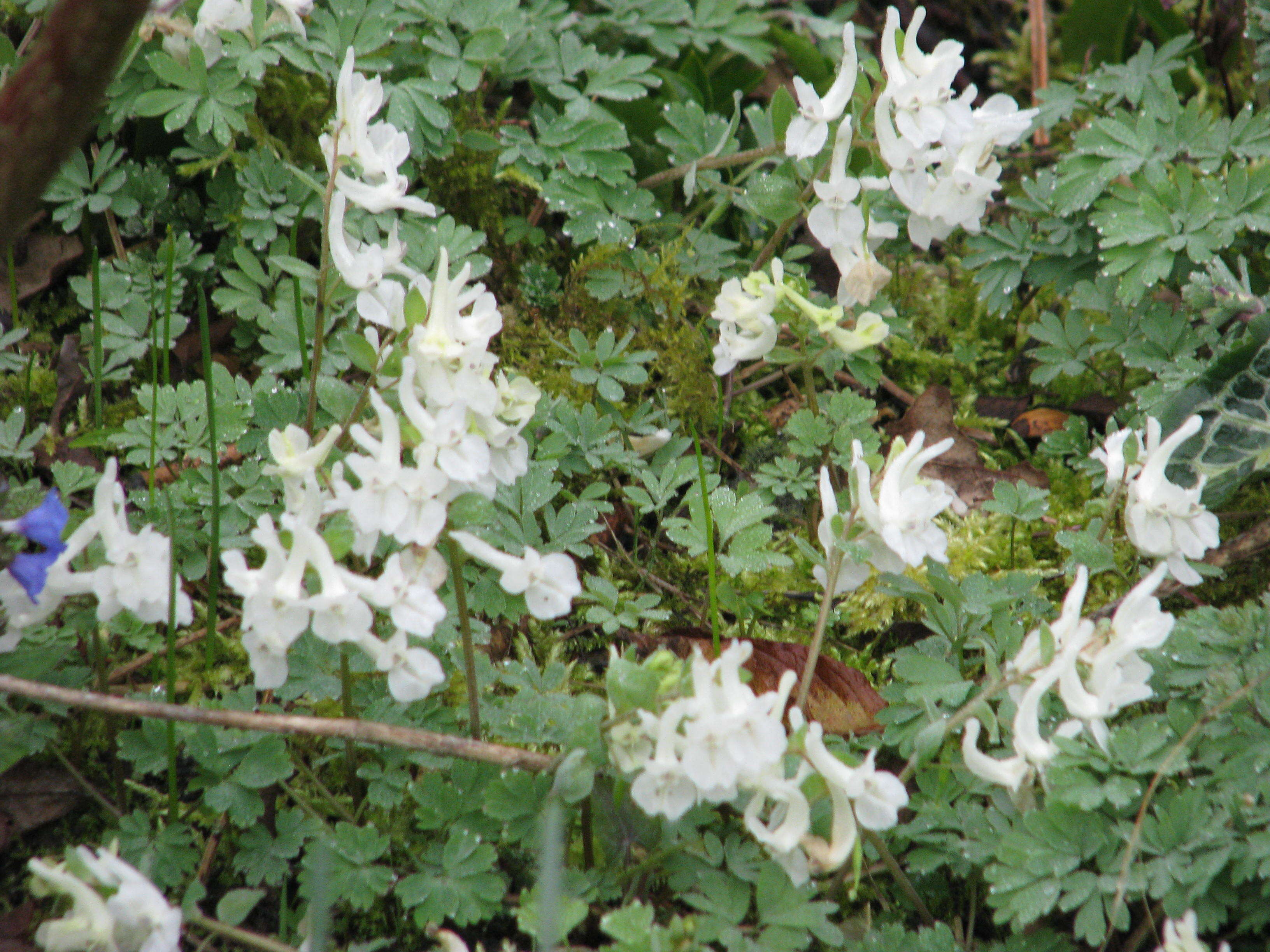 Image de Corydalis malkensis A. I. Galushko