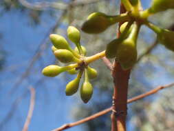 Image of Eucalyptus suberea M. I. H. Brooker & S. D. Hopper