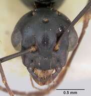 Image of Camponotus fallax (Nylander 1856)