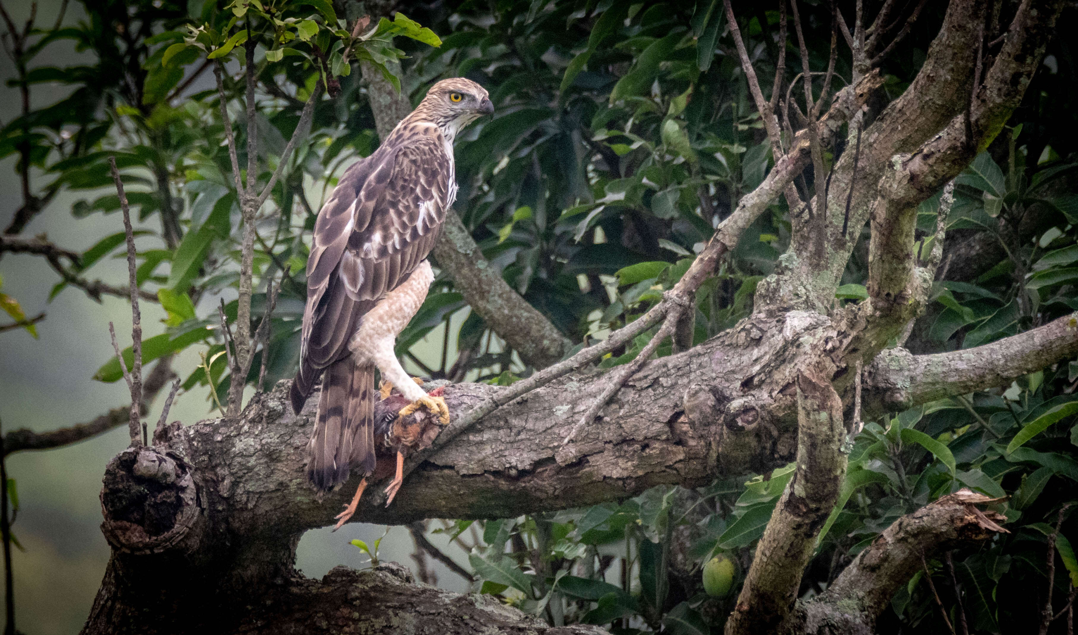 Nisaetus cirrhatus (Gmelin & JF 1788) resmi