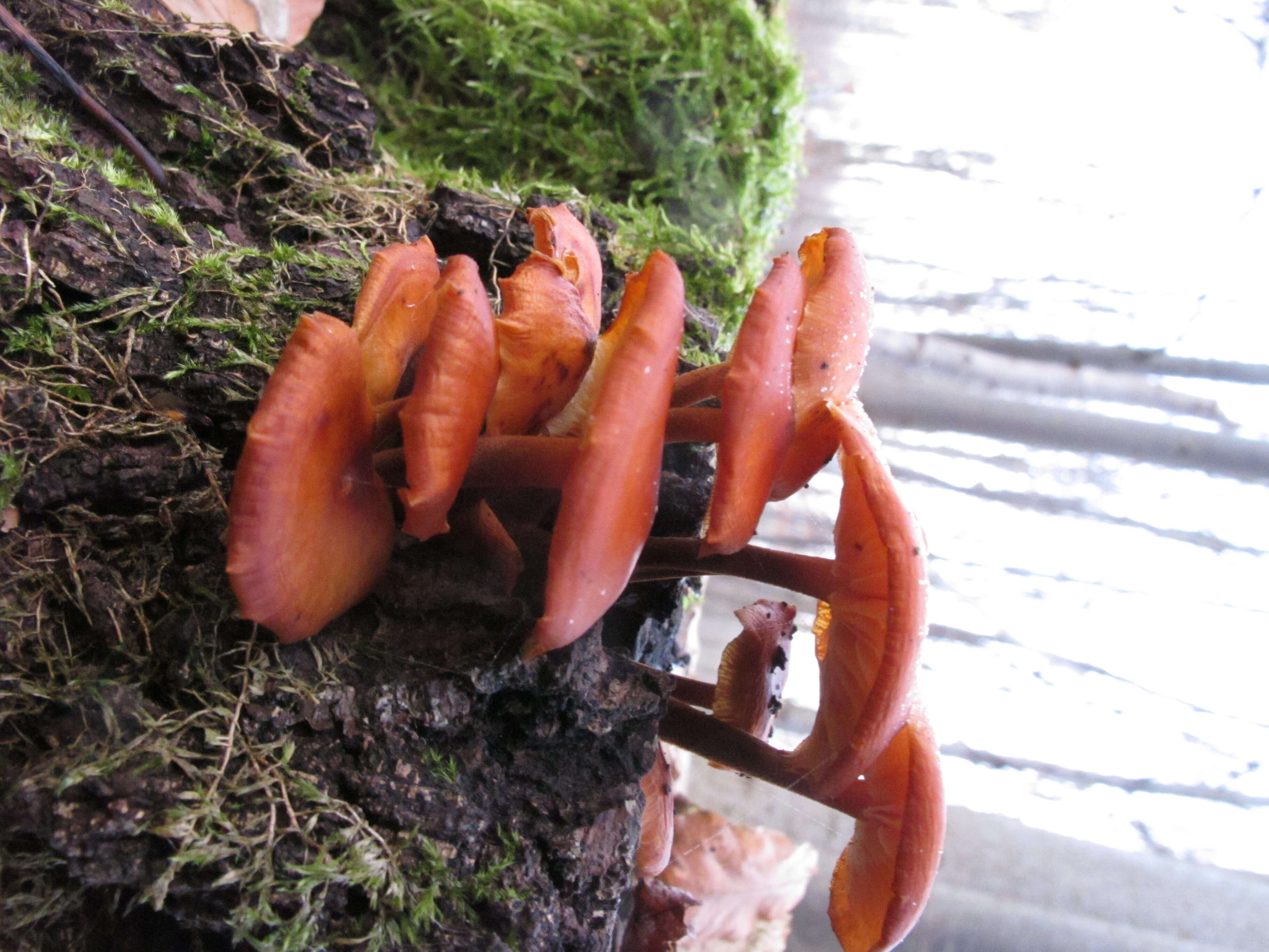 Plancia ëd Flammulina velutipes (Curtis) Singer 1951