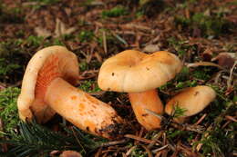 Sivun Lactarius salmonicolor R. Heim & Leclair 1953 kuva