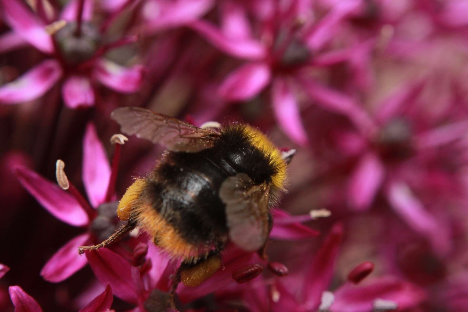 Plancia ëd Bombus pratorum (Linnaeus 1761)