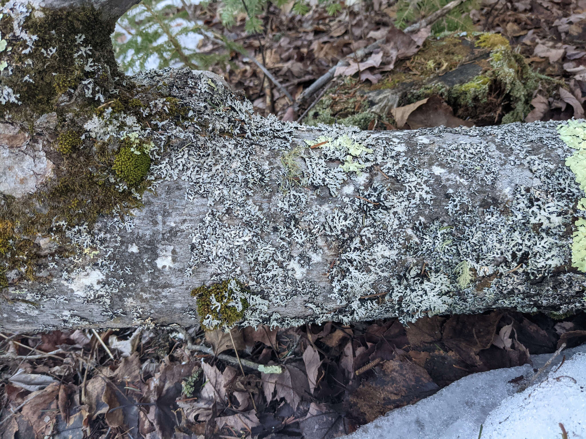 Image of Hammered shield lichen