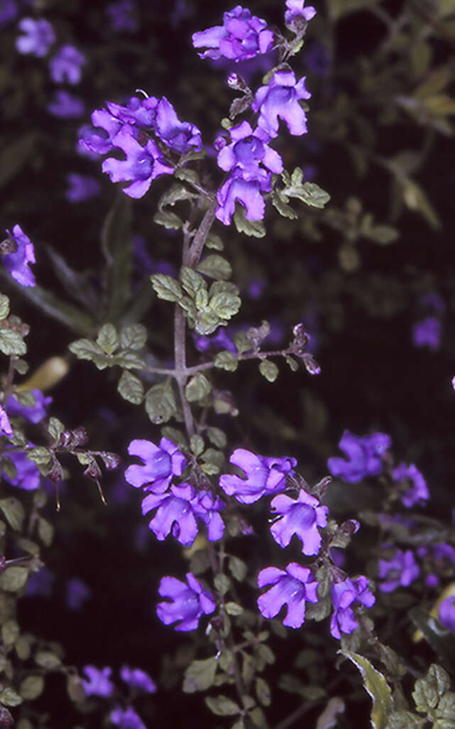 Image of Prostanthera incana A. Cunn. ex Benth.