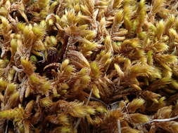 Image of rhytidium moss