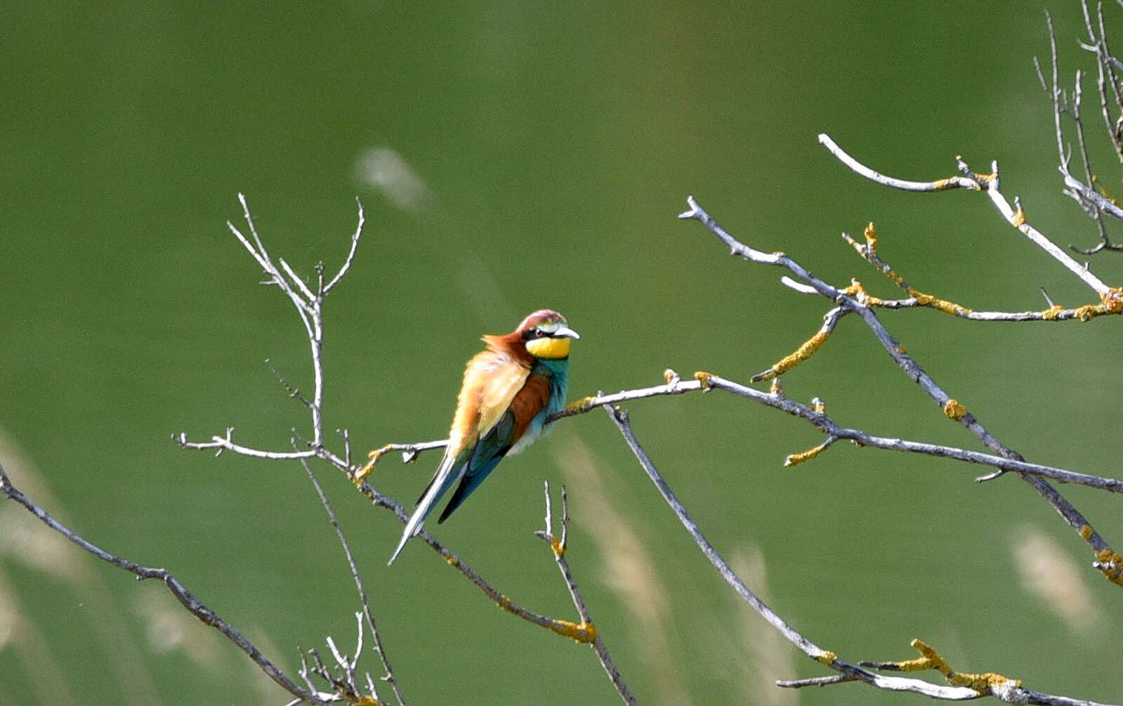 Image of bee-eater, european bee-eater