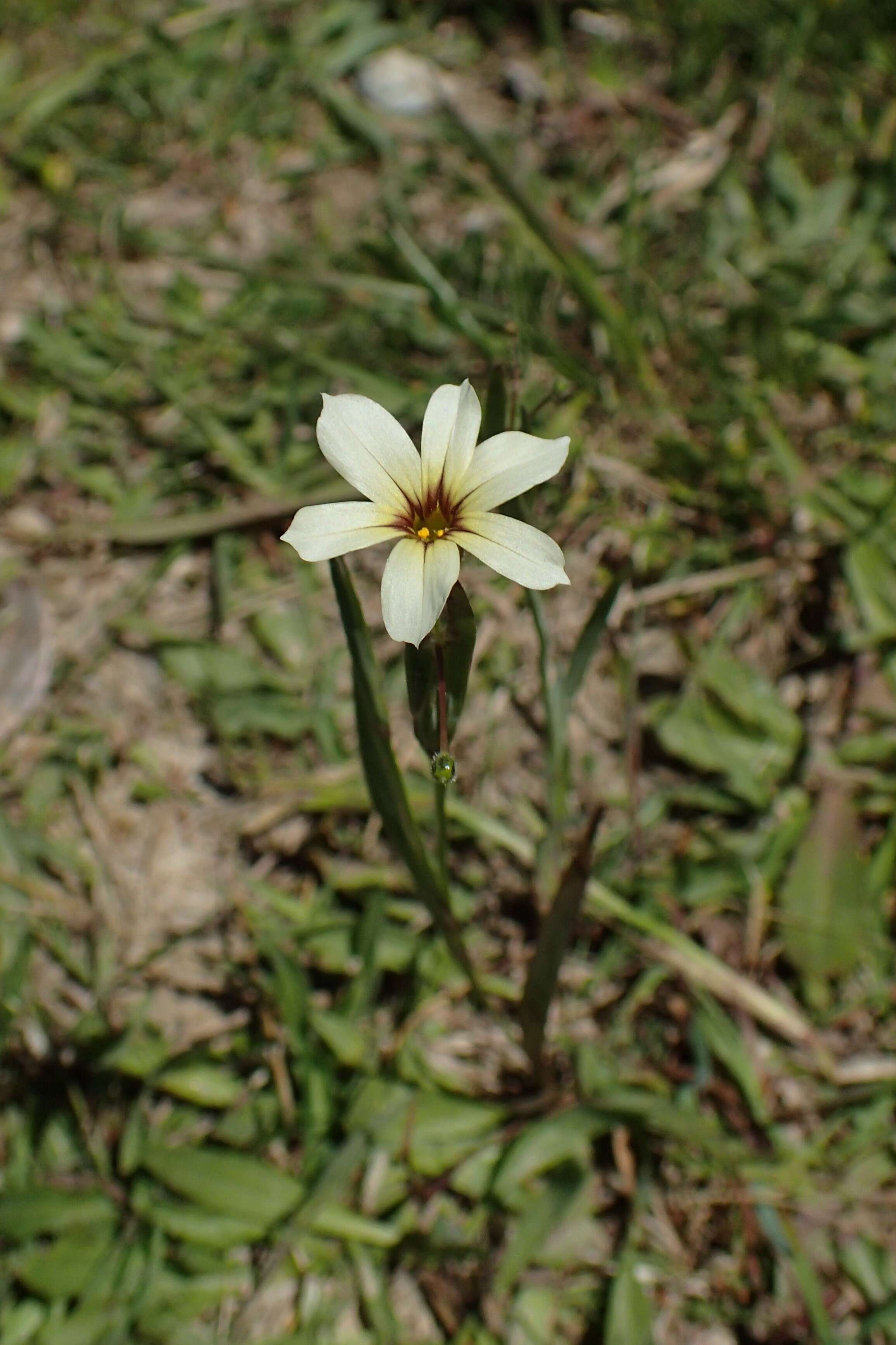 Image of annual blue-eyed grass