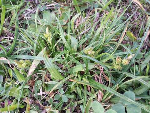 Image of Carex viridula