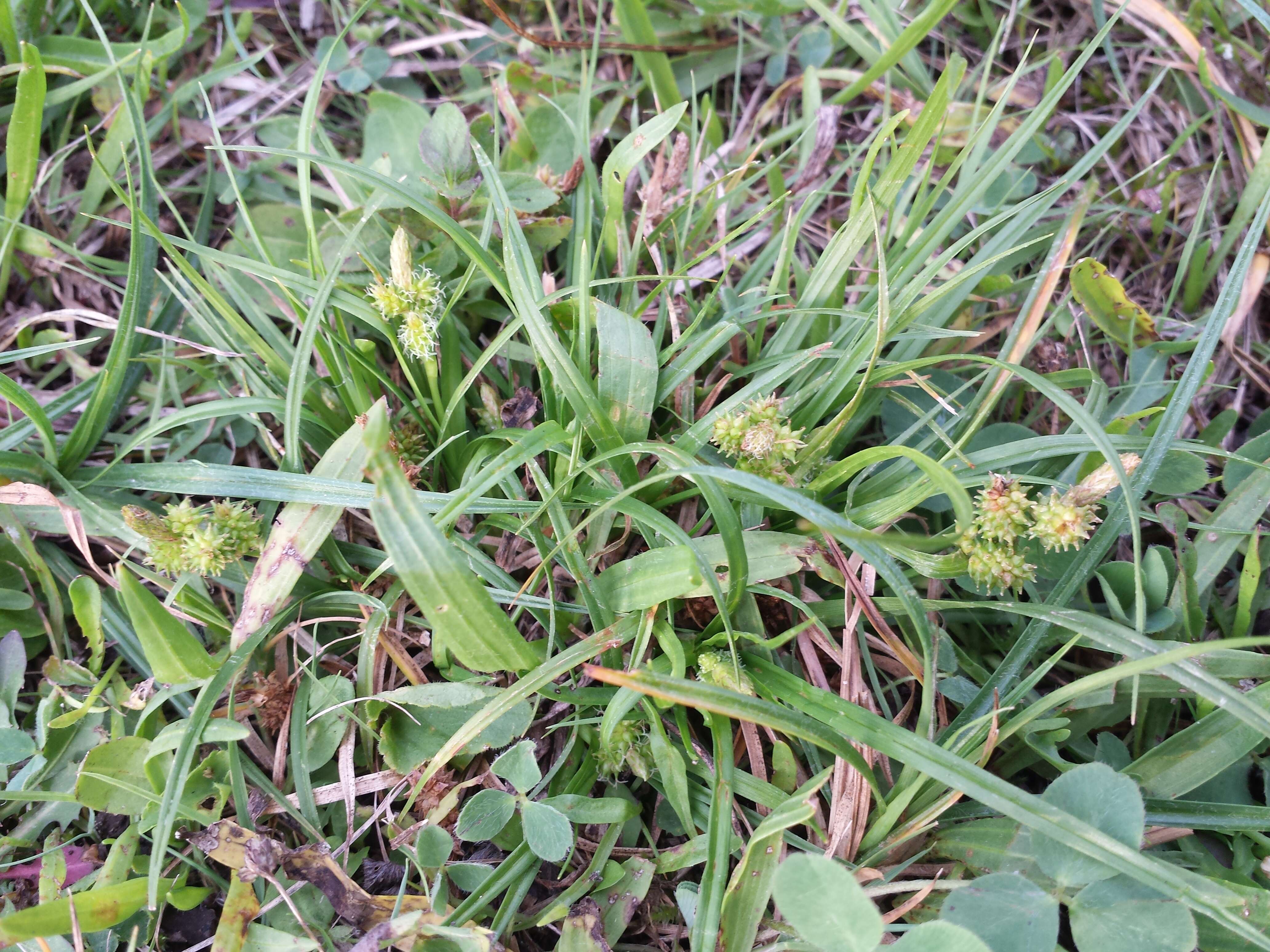 Image of Carex viridula