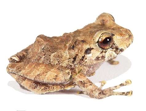 Image of Malli’s Rain Frog