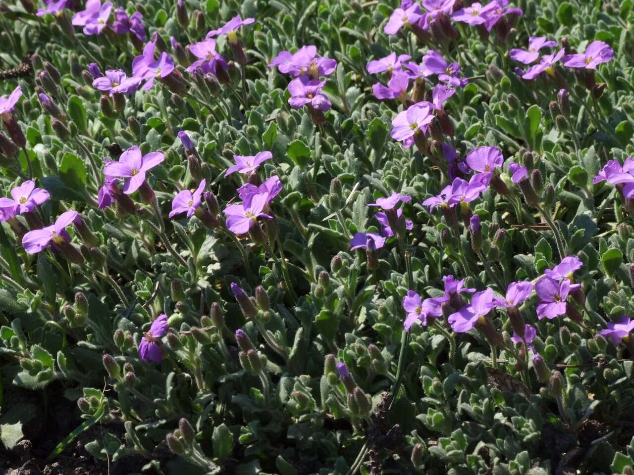 Imagem de Aubrieta libanotica Boiss.