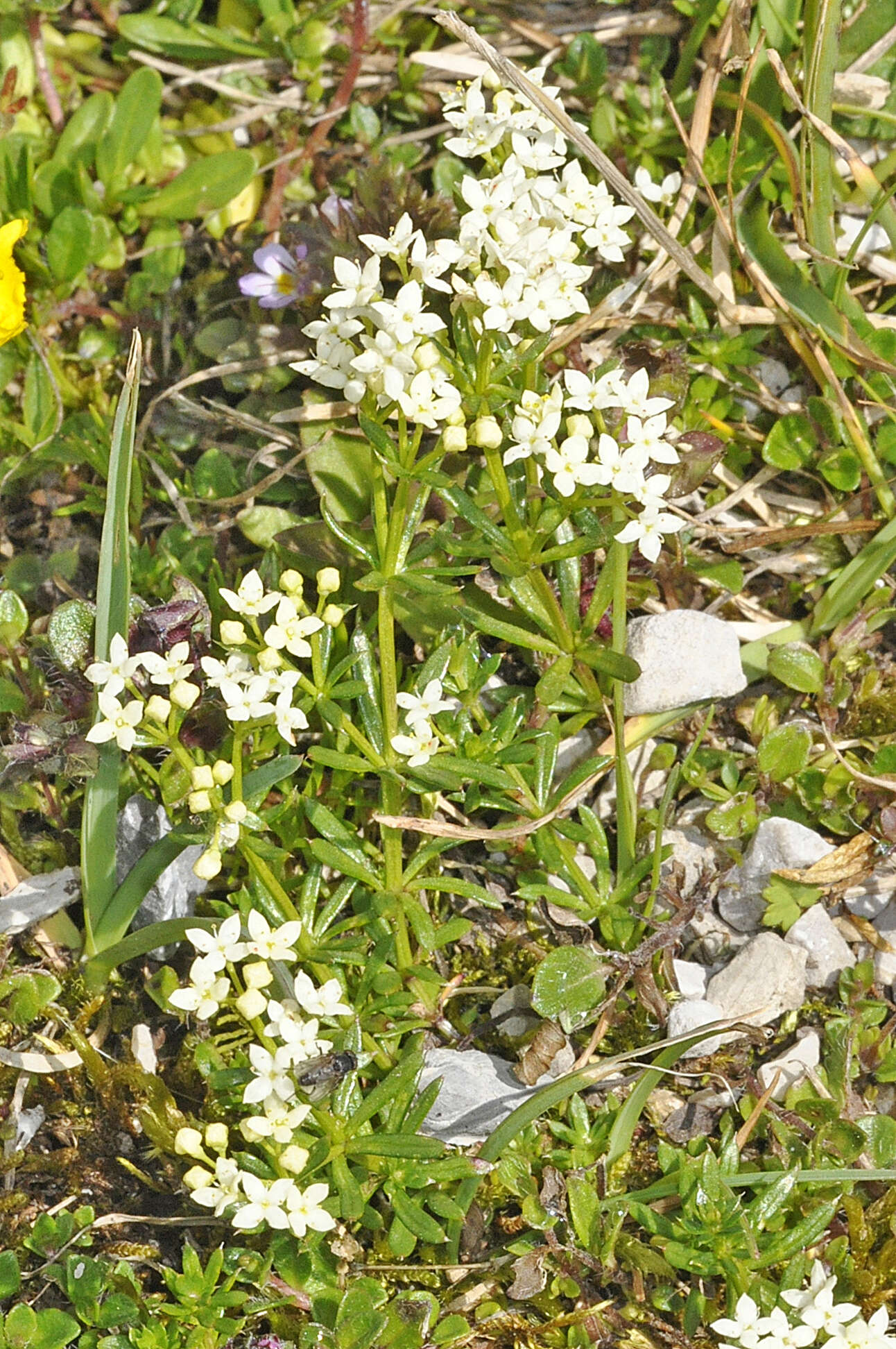 Plancia ëd Galium anisophyllon Vill.