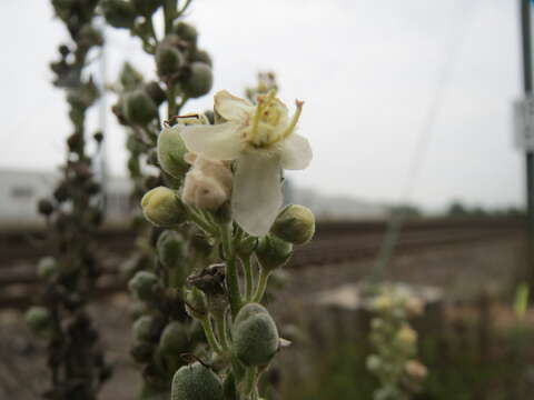 Image of white mullein