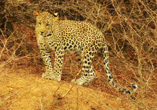 Image of Indian leopard