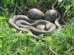 Philodryas patagoniensis (Girard 1858) resmi