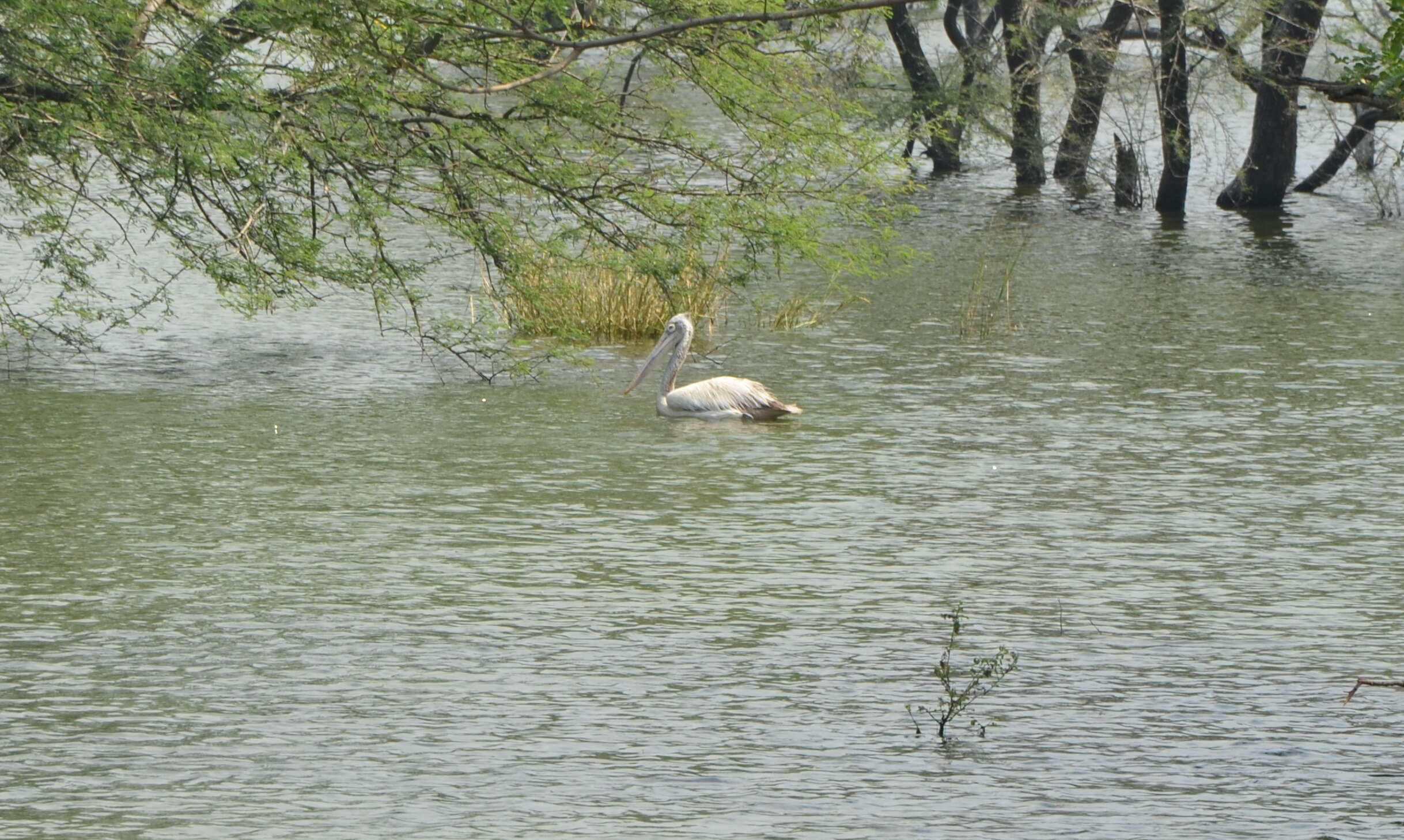 Image of Grey Pelican