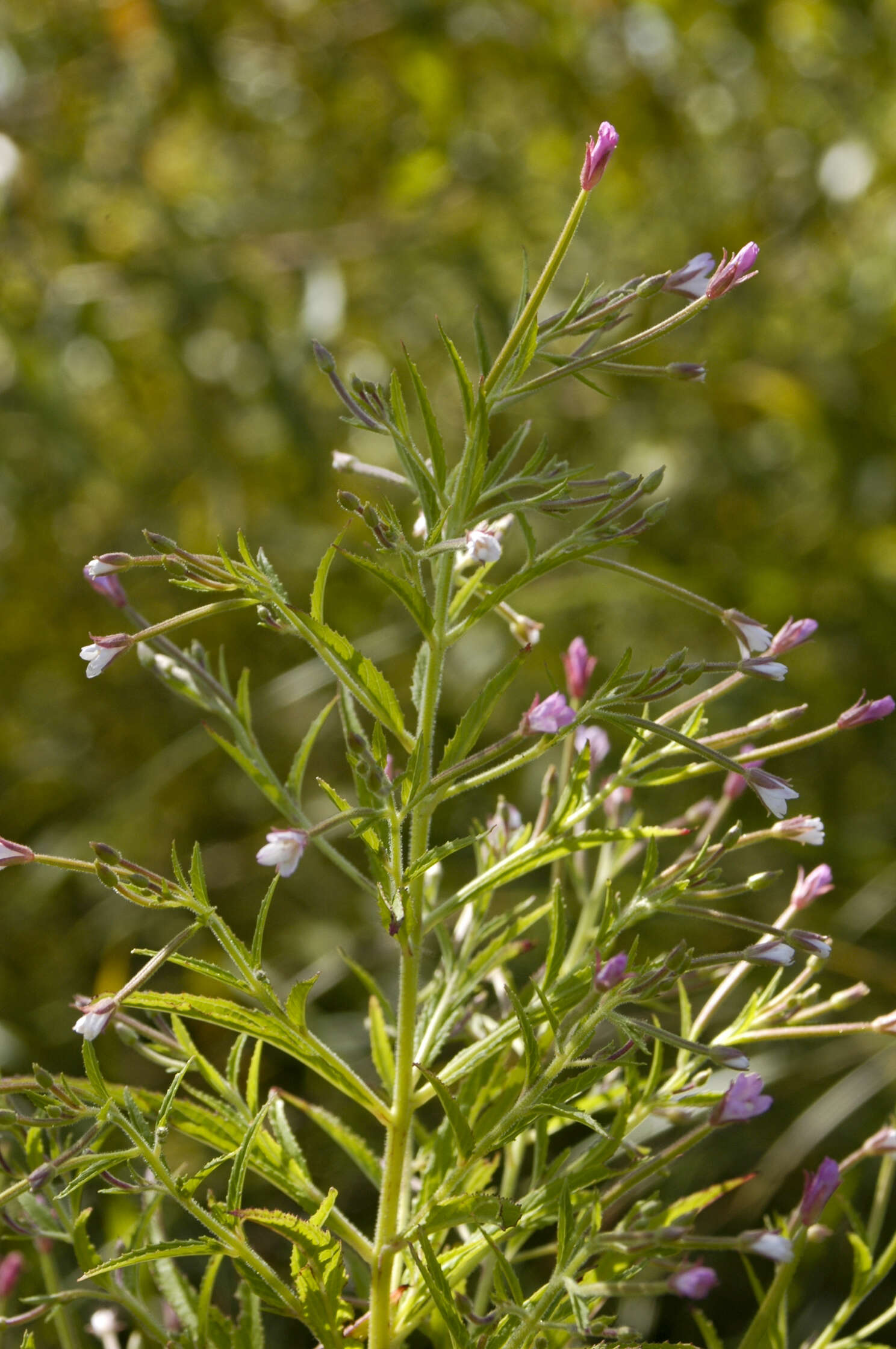 Image of purpleleaf willowherb