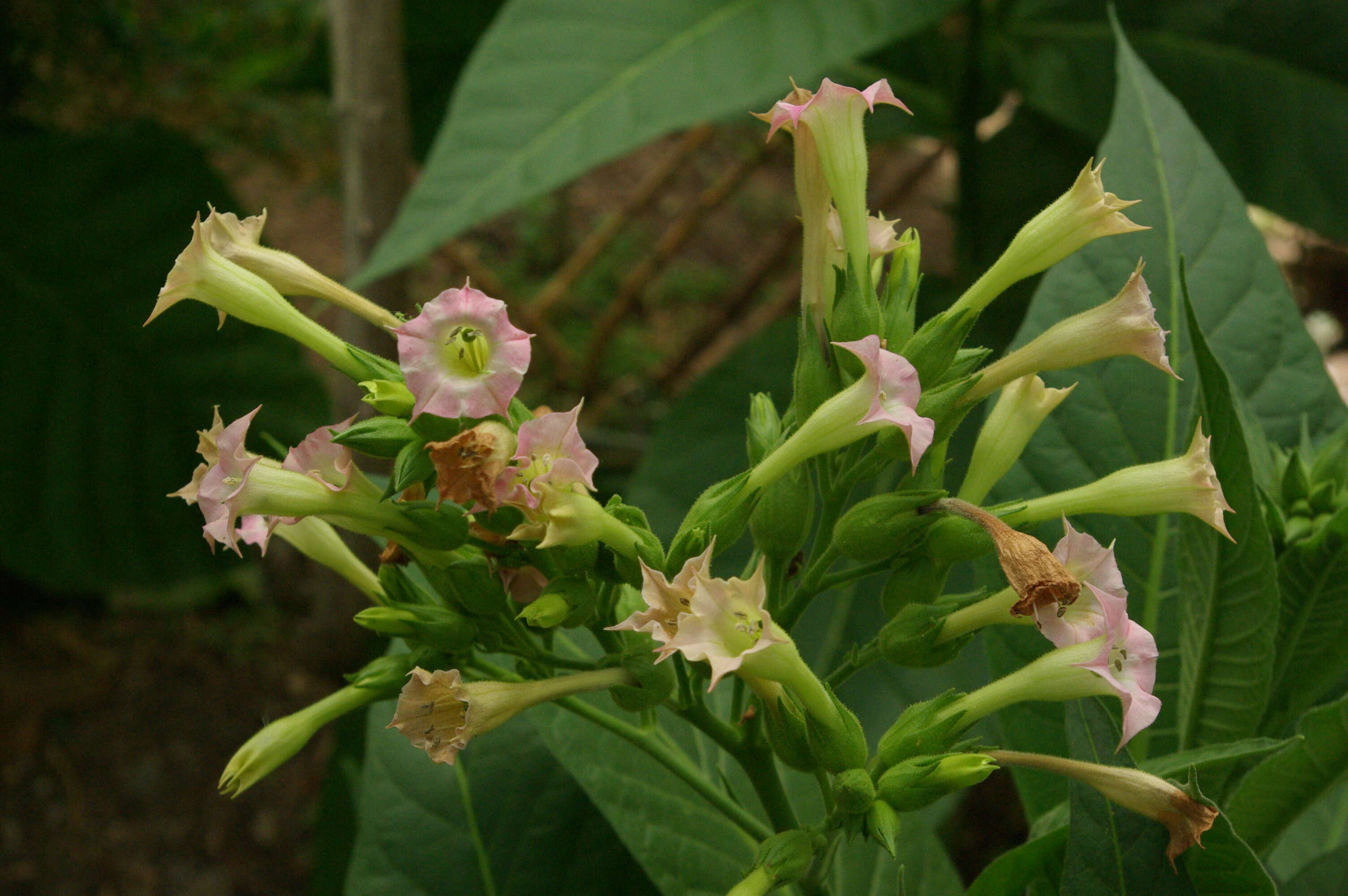 Image de Digitalis sceptrum L. fil.