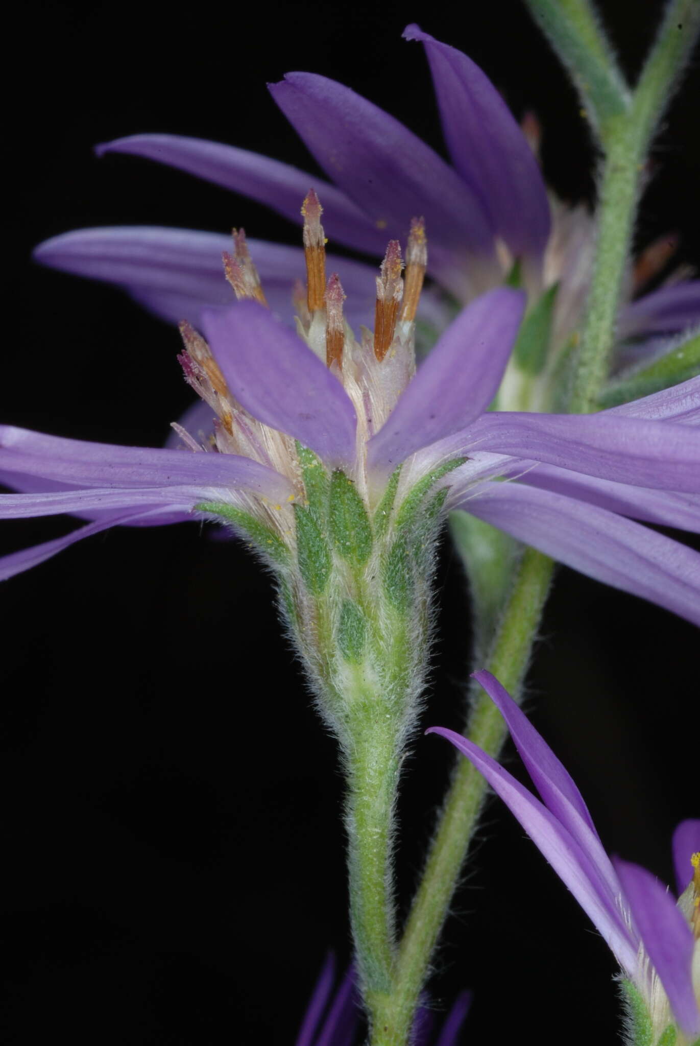 Plancia ëd Symphyotrichum concolor (L.) G. L. Nesom