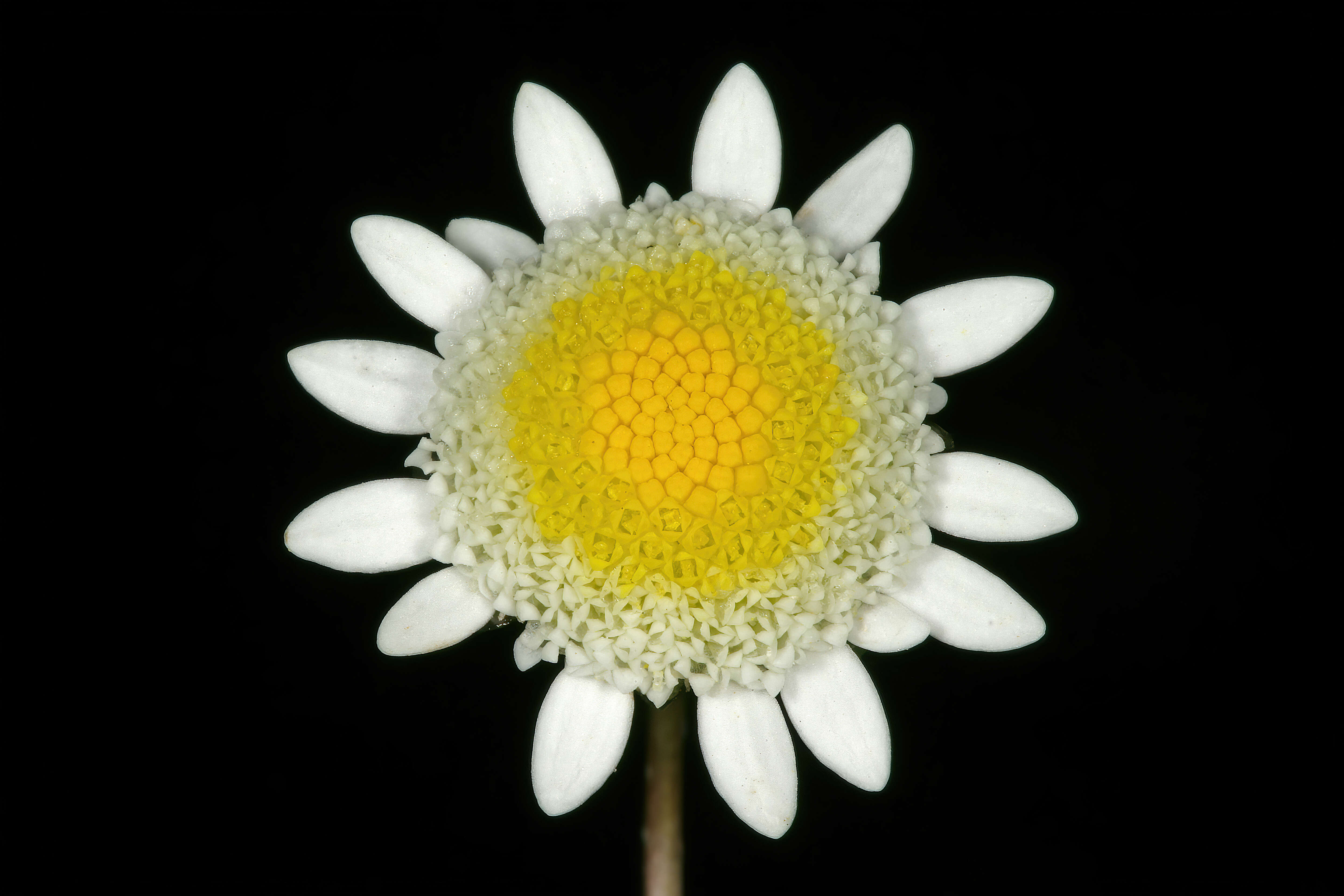 Image of Goose daisy