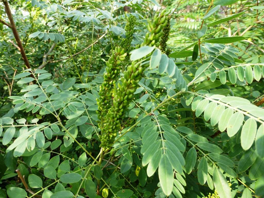 Image of desert false indigo