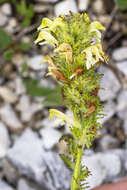 Image of Lousewort