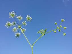 Image of rough chervil