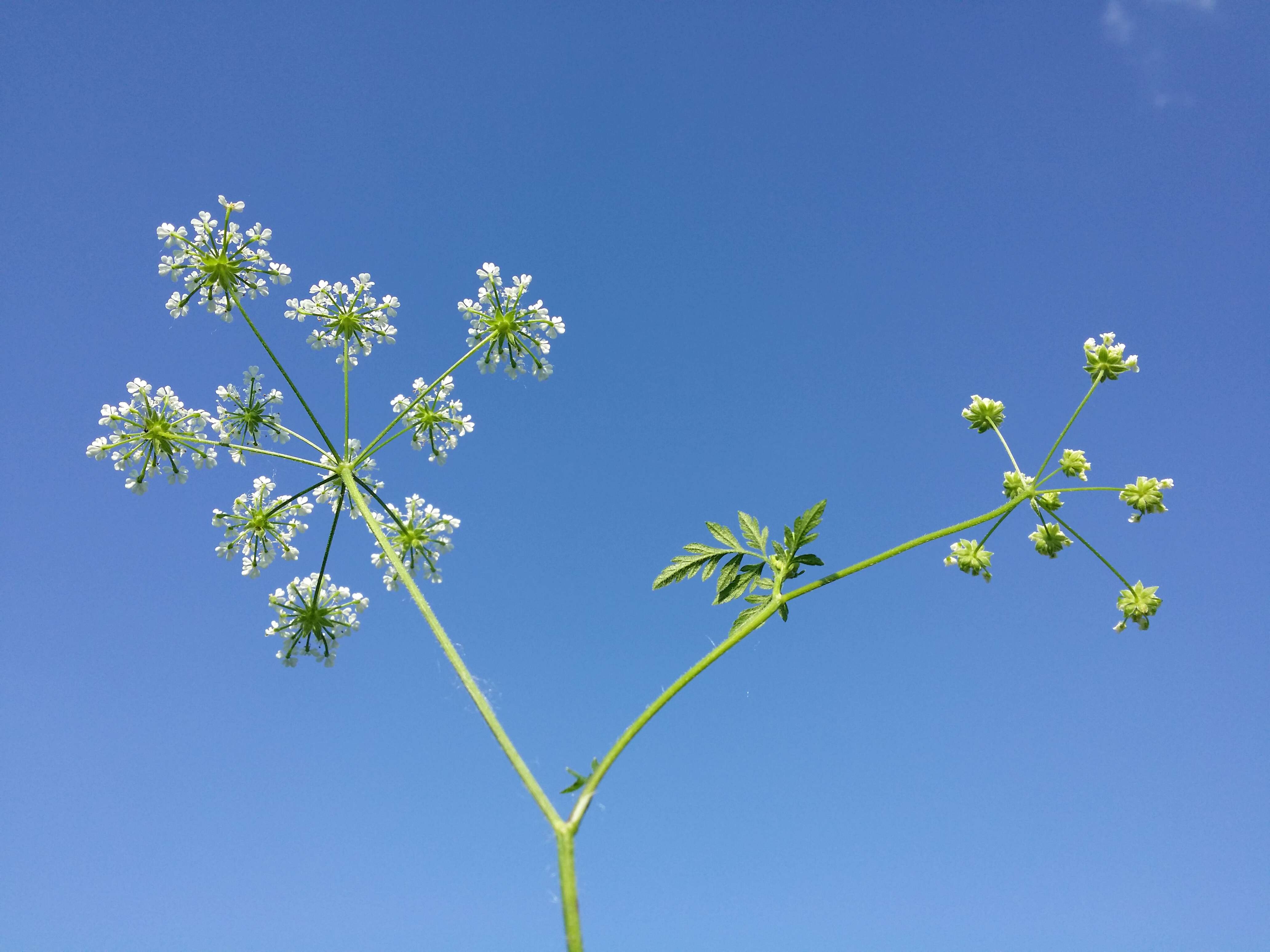 Image of rough chervil