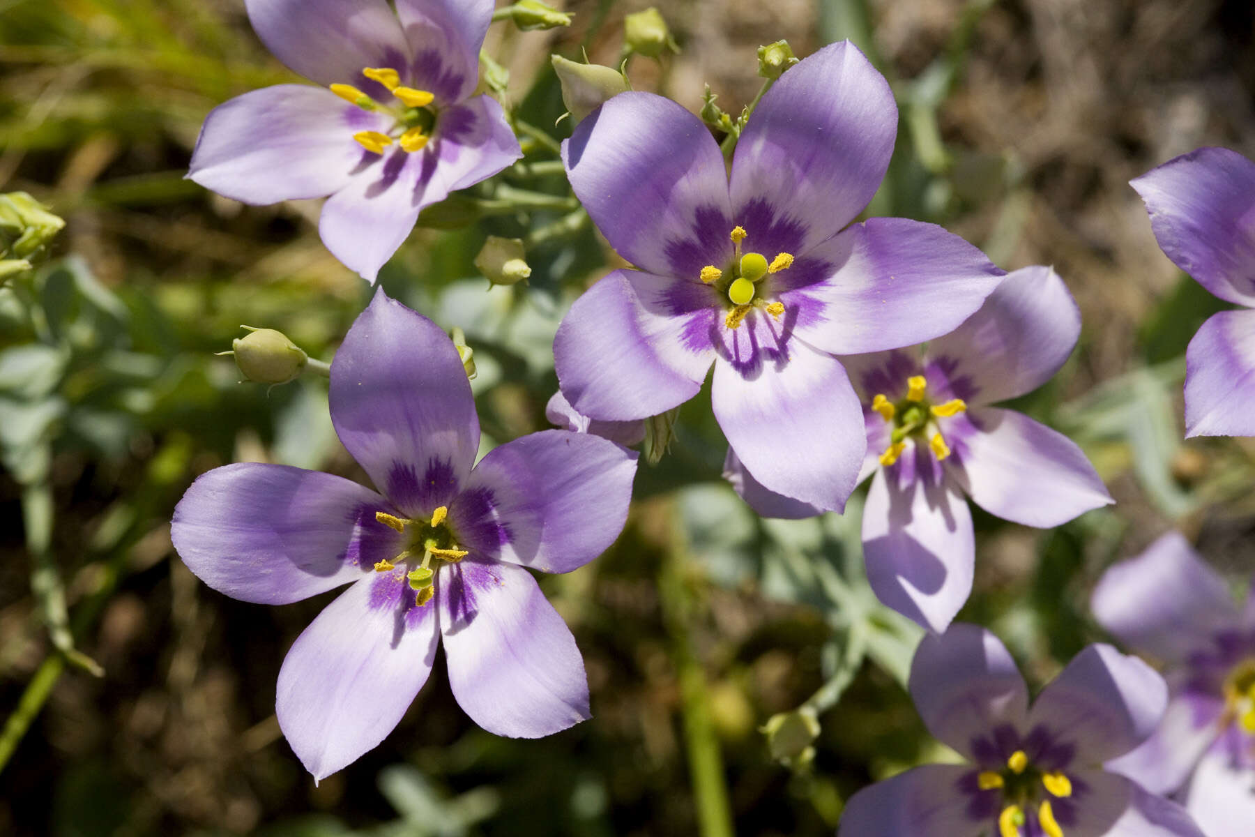 Image of Eustoma