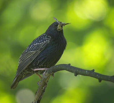 Image of Sturnus Linnaeus 1758