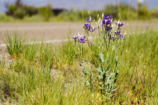 Image of Eustoma