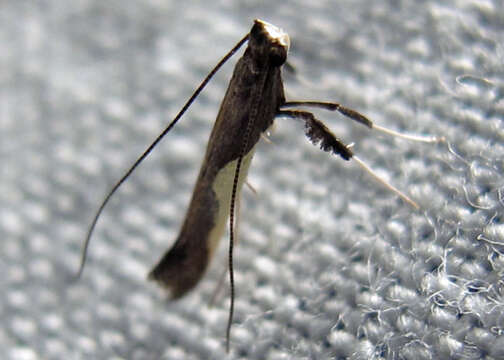 Image of Caloptilia belfragella (Chambers 1875)