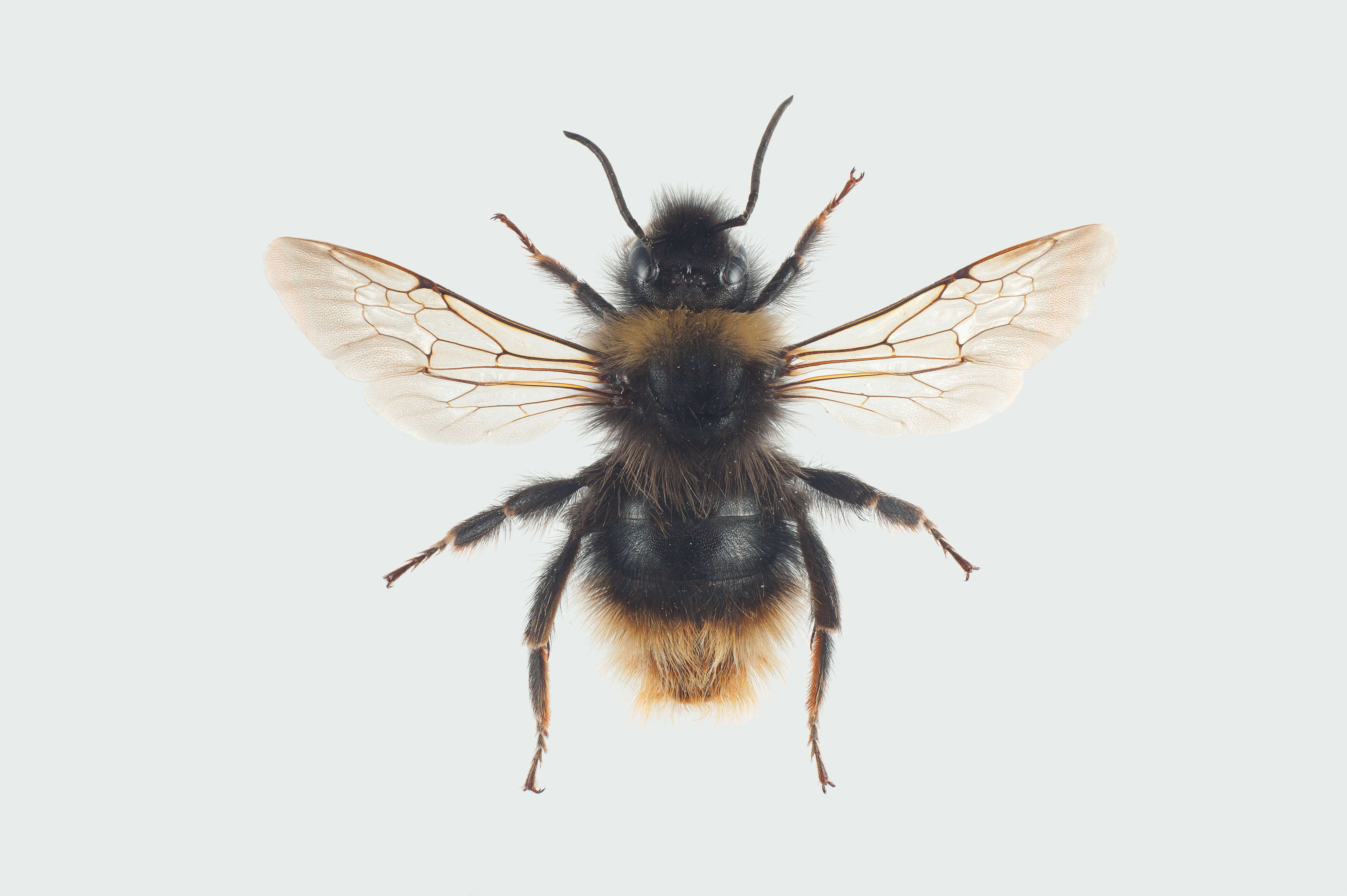 Image of Bombus quadricolor (Lepeletier 1832)