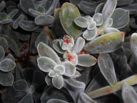 Image of Echeveria pulvinata Rose