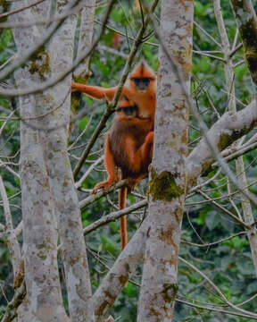 Image of Mitered Leaf-monkey; Sumatran Surili