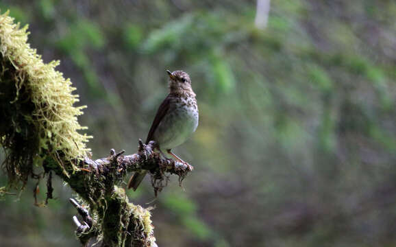 Image of Swainson's Thrush