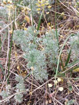 Image of Artemisia austriaca Jacq.